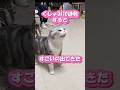 猫のくしゃみですごいの出てきた #海外 #動物 #funnyanimals