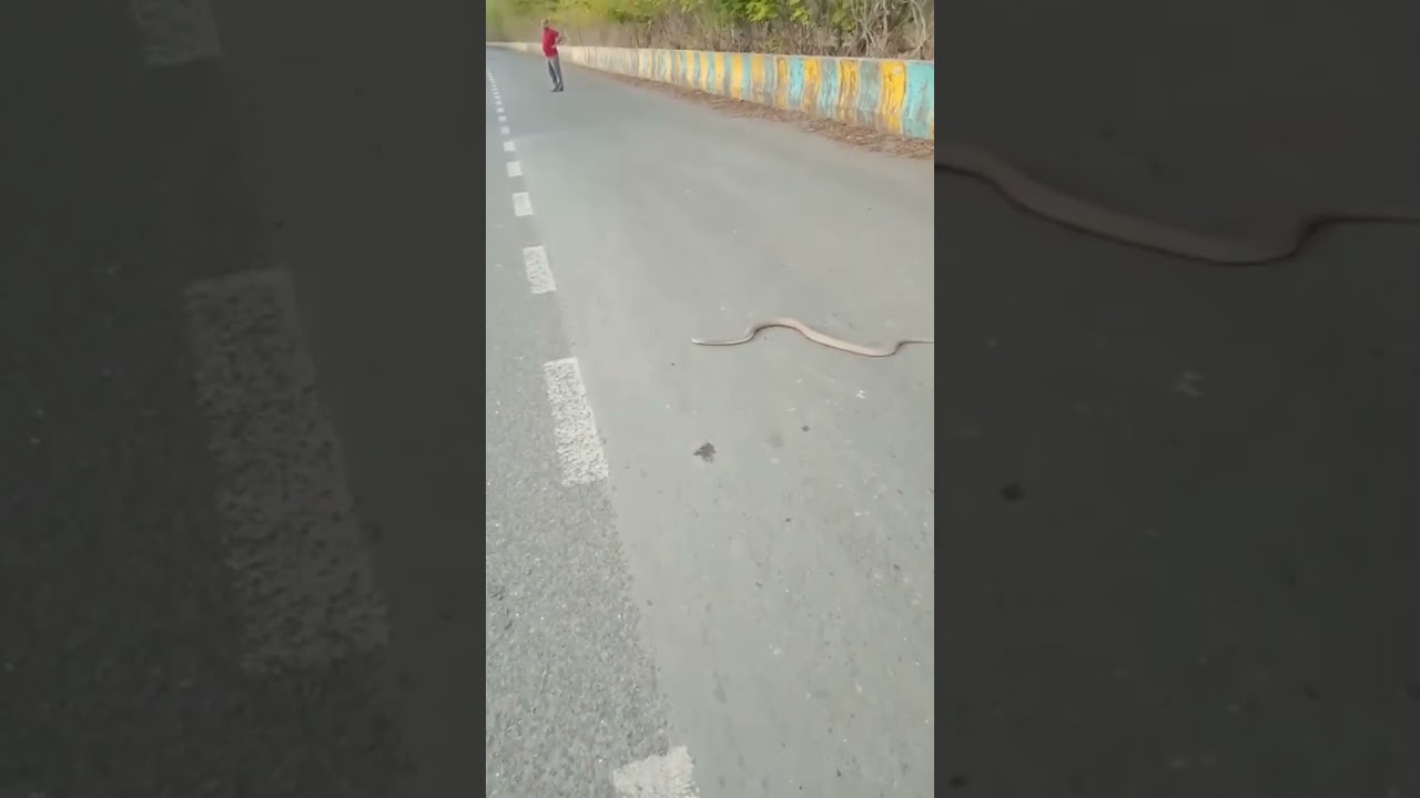 Monday Sunanda Circle found king kobra 🐍🙏🐍💐🐍March 27, 2023