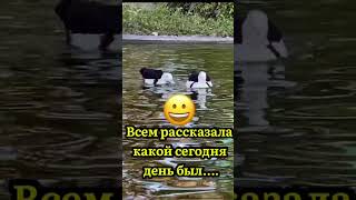 Рассказала О Своём Дне И Успокоилась!😁 Funny Ducks#Shorts