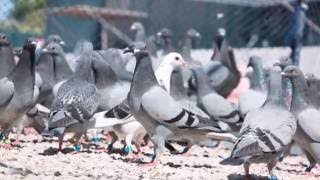 2ยบ Ace Pigeon Race