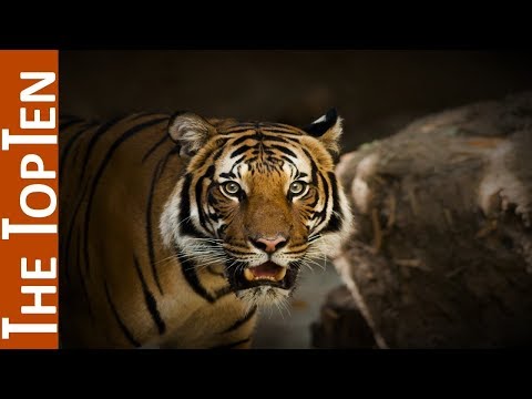 top 10 biggest wild cats