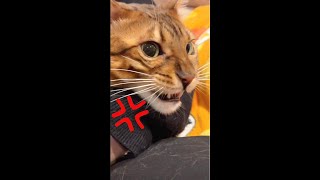 実家でぷんすこなイケメン猫ニコ #shorts