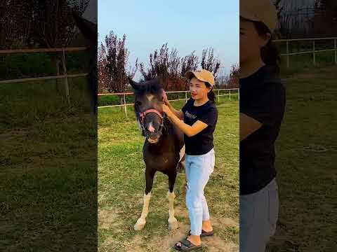 Love fast horses,