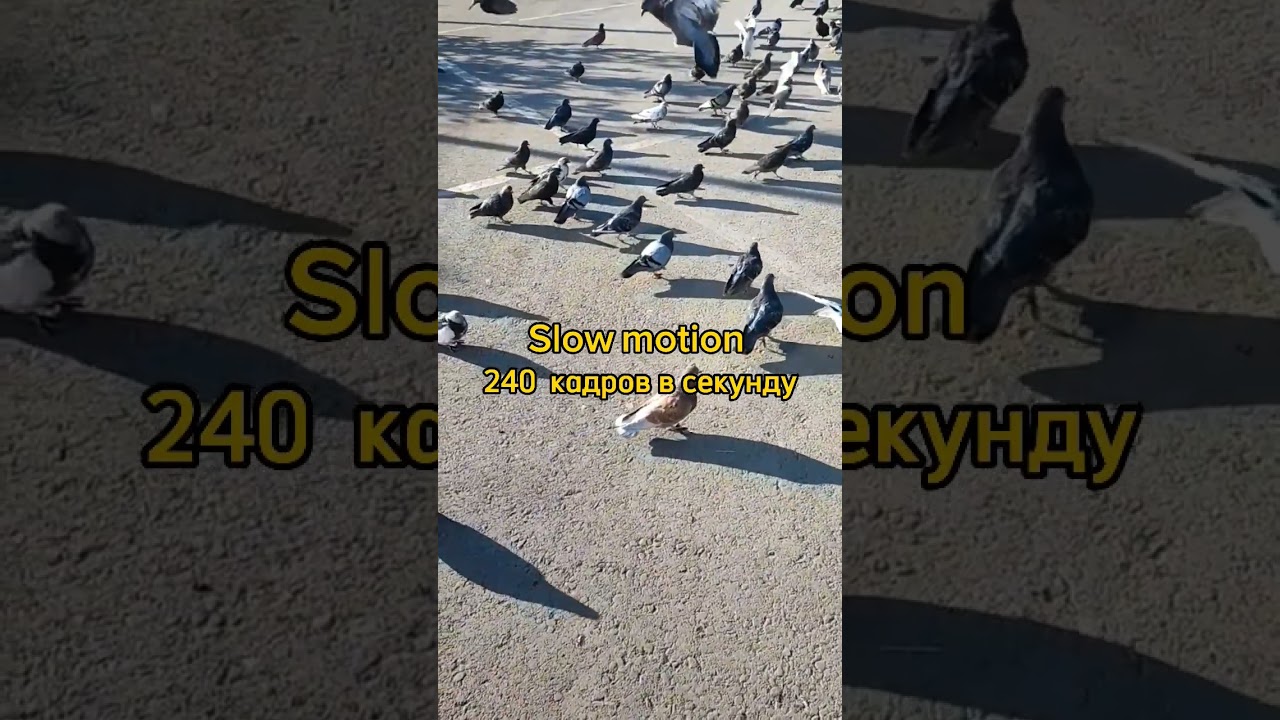 Slow motion 240 fps - зима и голуби во Владивостоке, январь 2024 года 