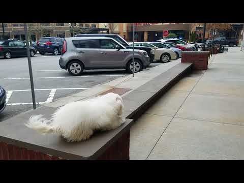 asheville-dog-academy---5-month-old-bichon-gidget-21-days---asheville-nc-dog-trainer
