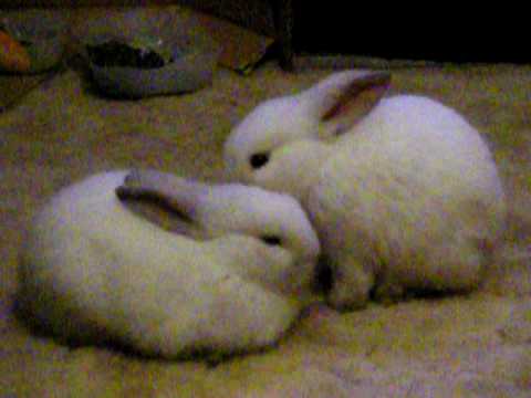 mini lop x netherland dwarf