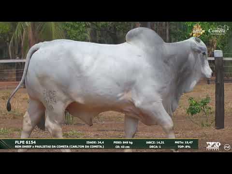 Nelore Cometa | 17º Leilão | Touros | Lote 60