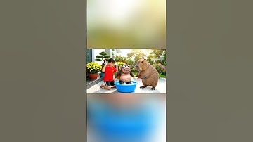 Capy cùng anh giúp bà tắm cho con Trippi Troppi Troppa Trippa và cái kết #capybara