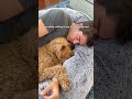 Human dog beds in next season of White Lotus?? 🪷