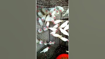 🔥Java🐦 sparrow 🔔collection 🐦New Delhi#shorts