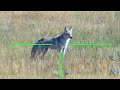 Coyote Hunt | Double Down | ATN X5 LRF Optic | #shorts #predators