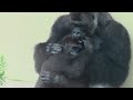 シャバーニと息子キヨマサ 74  Dad Shabani & son Kiyomasa