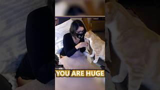Gluttonous Cat Demands Treats ASMR Stream | Sulkycats
