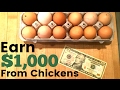 How To Make Money Raising Egg Laying Chickens