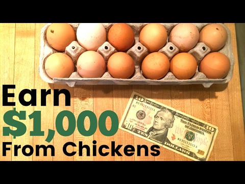 Video: How To Make Money On Eggs