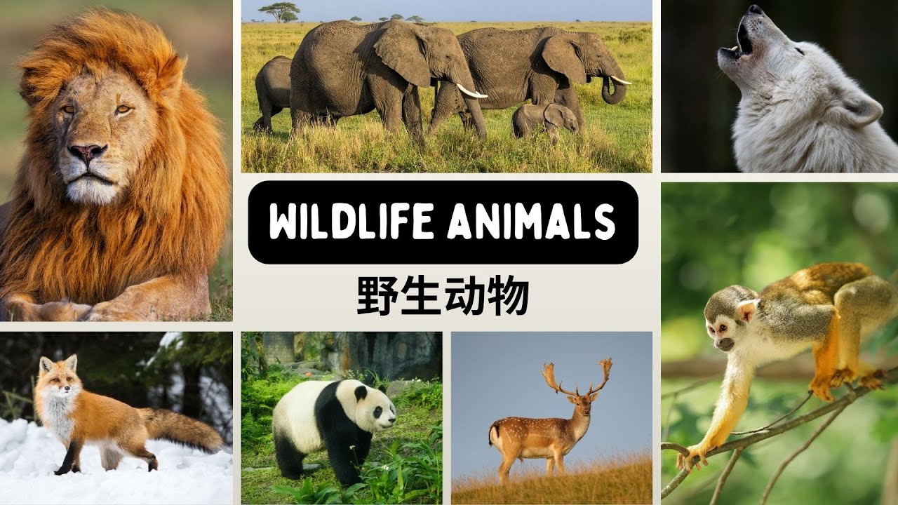 Part 2) Learn 50 Animals in Chinese 🐼 动物的中文词汇 | Fun & Easy