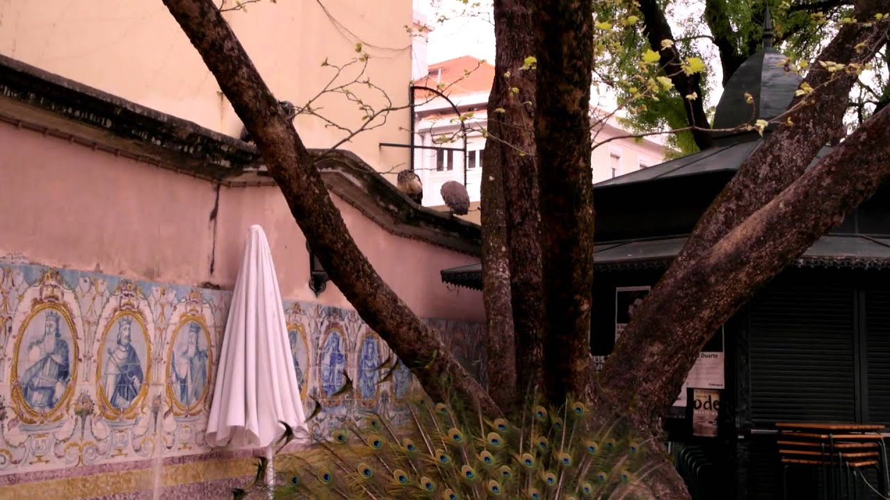 A Dança do Pavão - Lisboa