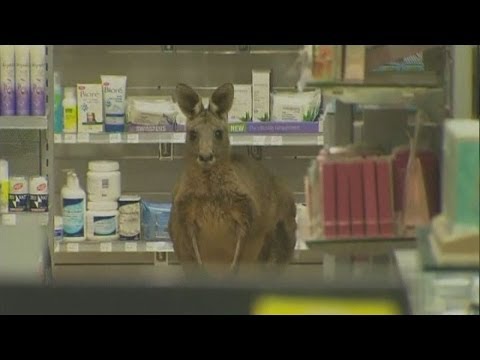 Video: Pet Scoop: Kænguru Humle Into Australian Airport, Billeder Vis Hvordan Katte Se Verden