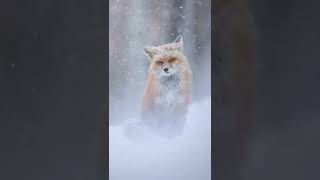 BEAUTIFUL SAKHALIN FOX 🦊 🦊🦊