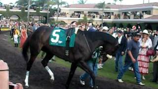 Zenyatta dancing at Del Mar 2010