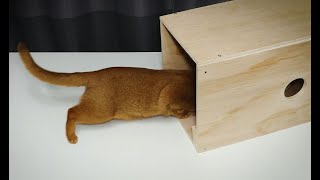 How to make Cat Trap