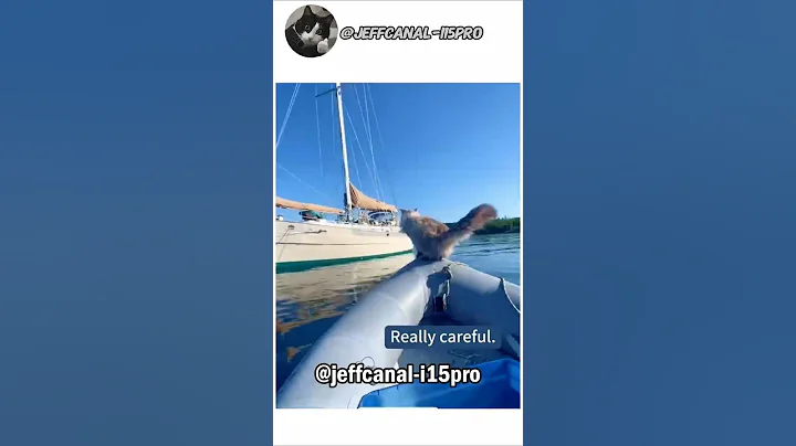 Video 11025331: pets animals kitty cats, kitty funny cats pets, funny cat usa pets