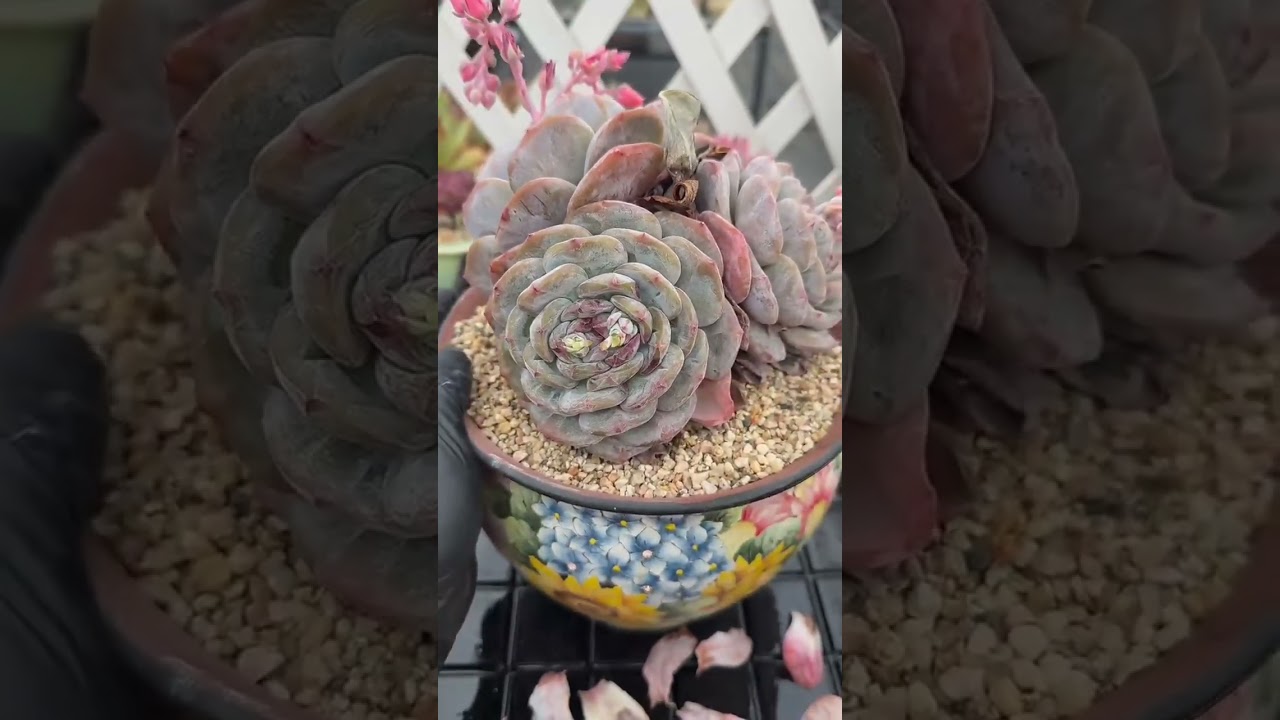 The Ultimate Succulent Care Guide 🌿 Keep Your Succulents Alive & Beautiful