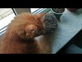 Cat eats cactus / Кот ест кактус
