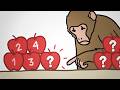 Human and Animal Counting Abilities