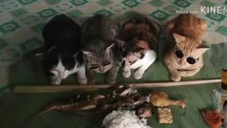 LUCU NYAA KUCING KUCING INI DENGERIN CERAMAH SEBELUM MAKAANN..