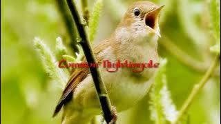 Common Nightingale #commonnightingale  #sikatanlondo