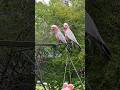 Aussie birdlife