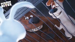 Rescued By Snowball And The Abandoned Animals The Secret Life Of Pets 2016 Screen Bites