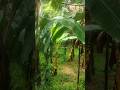 farming #nature