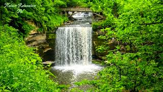 Beautiful Relaxing Music with Bird Sounds 🍃 Gentle Whispering to Heal Your Mind & Deeply Relax