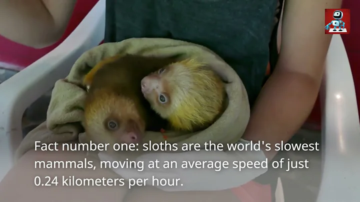 10 Astonishing SLOTH FACTS That Will Blow Your Mind!