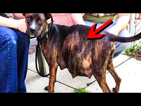 Vet Sees Ultrasound, Immediately Calls The Cops