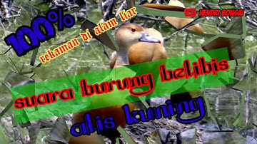 suara burung belibis