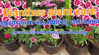 Dianthus plant care malayalam.ഇങ്ങനെ ചെയ്തു നോക്കൂ. ഒരിക്കലും നശിച്ചു പോകില്ല.
