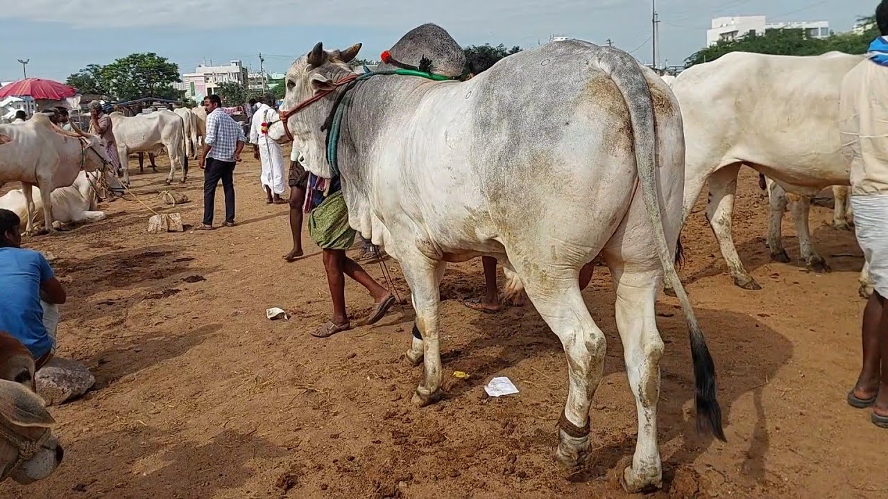 పెబ్బేరు సంతలో 61 సైజులో ఉన్న భారీ సైజు ఒంగోలు కోడె | Biggest Ongole Bull Price's in Pebbair market 