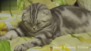 Приколы котики best cat 2016 лучшая подборка самая смешная №7 Приколы котики best cat 2016 лучшая подборка самая смешная №7
