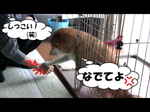 しつこくナデナデを要求する柴犬 Youtube