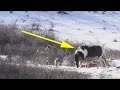 Ein Pferd traf auf sechs wilde Wölfe und tat das, was den Fotografen in Schrecken versetzte