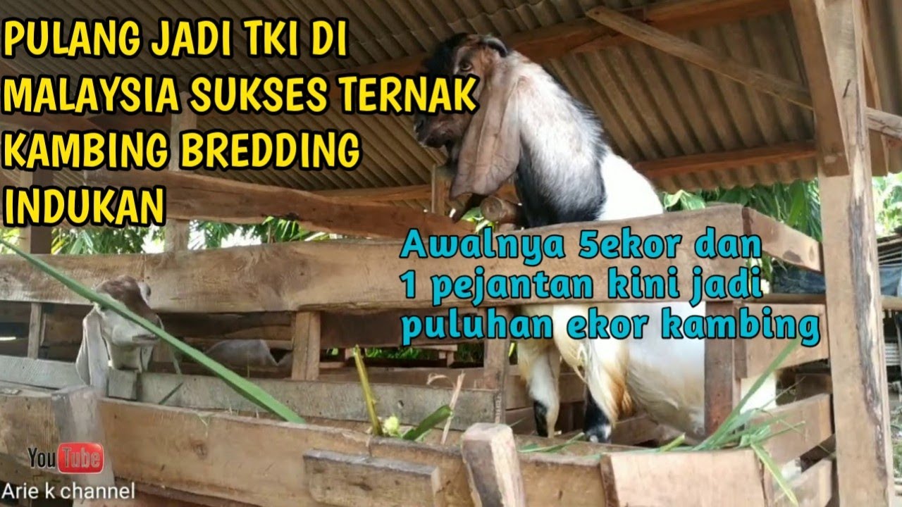 Pulang jadi TKI di Malaysia Sukses Beternak Kambing 
