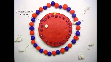 012_Block to Polyspermy