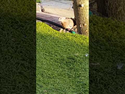 لاحظواهذه الحمامةالحسناءمن أين تشرب        