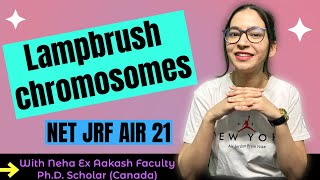 Lampbrush chromosomes | Structure & Function | CSIR NET Life Sciences