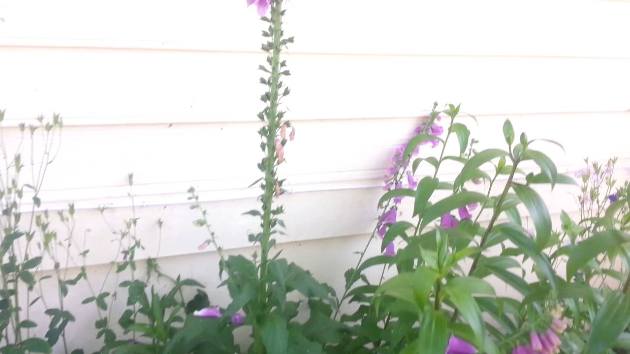 Foxglove digitalis
