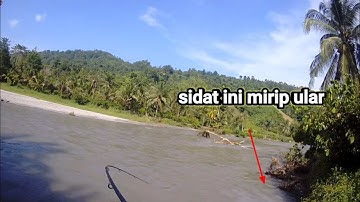 SIDAT ini mirip ULAR || Mancing Sidat