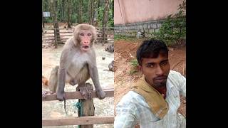 The monkey 🐵 is showing a funny reaction after angry #funny #trending #monkey #shorts